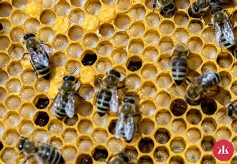 materská kašička - produkt včiel