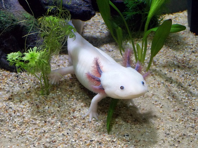bílý axolotl